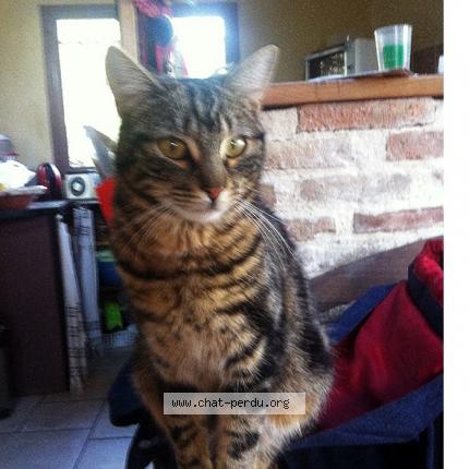 5692 Oslo Chat Perdu A Aubenas Chat Perdu France