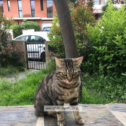 Penelope Chat Perdu A Perpignan Chat Perdu France