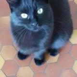 Chat Perdu Ou Trouve Amilly Loiret 45 France Chat Perdu Ou Trouve Amilly Loiret 45 France
