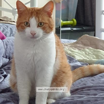 Roux Chat Perdu Et Retrouve A Sin Le Noble Chat Perdu France Roux Chat Perdu Et Retrouve A Sin Le Noble Chat Perdu France