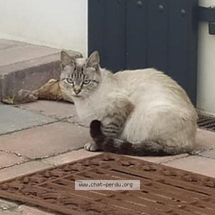 Maya Chat Perdu A La Rochelle Chat Perdu France