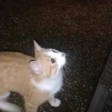 Chat Perdu Ou Trouve Creteil Val De Marne 94 France Chat Perdu Ou Trouve Creteil Val De Marne 94 France