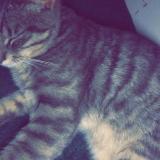 Chat Perdu Ou Trouve Tarn 81 France Page 4 6