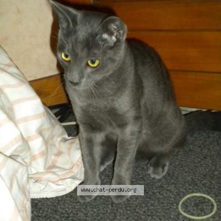 Kit Kat Chat Perdu Et Retrouve A Villefranche Sur Cher Chat Perdu France