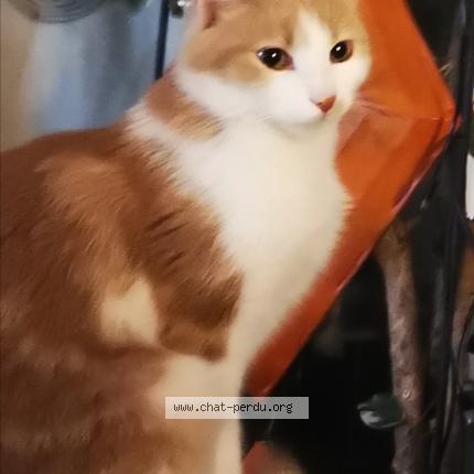 Chat Trouve Et Rendu A Nancy Chat Perdu France Chat Trouve Et Rendu A Nancy Chat Perdu France