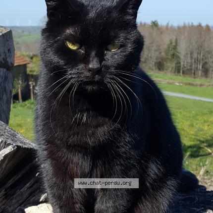 Photo 1/1 Nenette Chat perdu à Arfeuille chatain