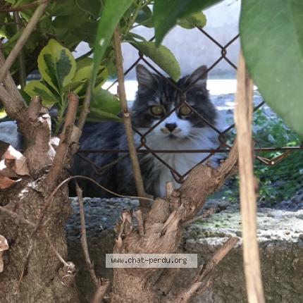 Photo 1/1 Chat retrouvé Perdu à Saint chamas