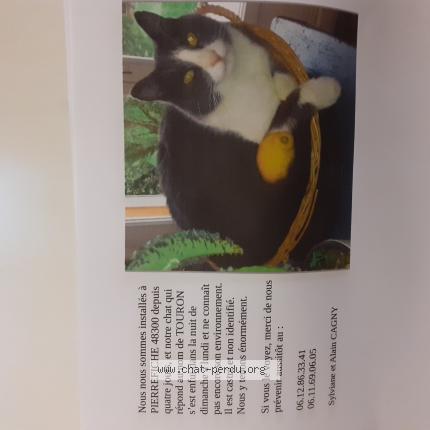 Tourron Chat Perdu A Pierrefiche Chat Perdu France Tourron Chat Perdu A Pierrefiche Chat Perdu France