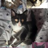 Chat Trouve Seine Maritime 76 France