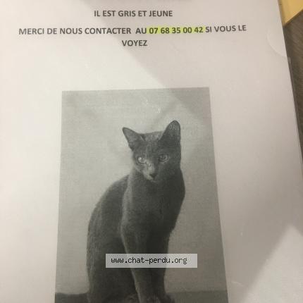 Djoko Chat Perdu A Strasbourg Chat Perdu France Djoko Chat Perdu A Strasbourg Chat Perdu France