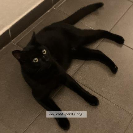 Chat Trouve A Marseille Chat Perdu France