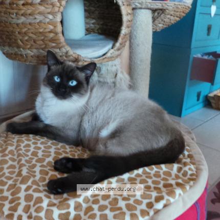 5730 Gino Chat Perdu Et Retrouve A Keskastel Chat Perdu France 5730 Gino Chat Perdu Et Retrouve A Keskastel Chat Perdu France