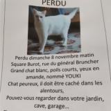 Chat Perdu Charente Maritime 17 France