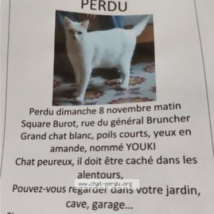 Youki Chat Perdu A Fouras Chat Perdu France Youki Chat Perdu A Fouras Chat Perdu France