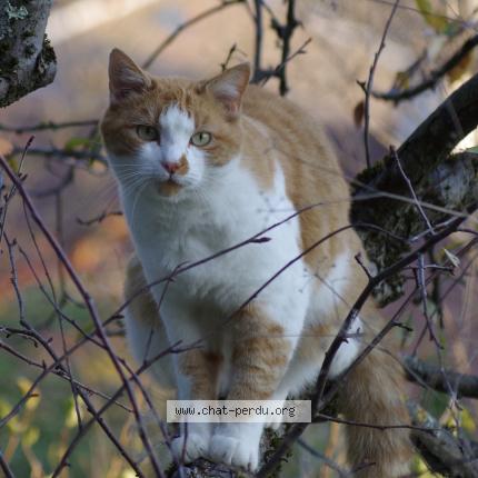 Photo 1/1 Miel Chat perdu à Miribel