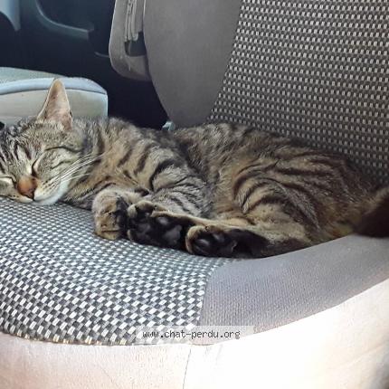 Photo 1/1 Léo Chat perdu à La grande motte