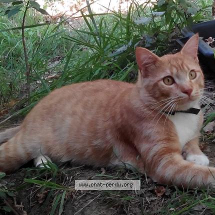 Bebe Boy Chat Perdu Et Retrouve A Le Fousseret Chat Perdu France