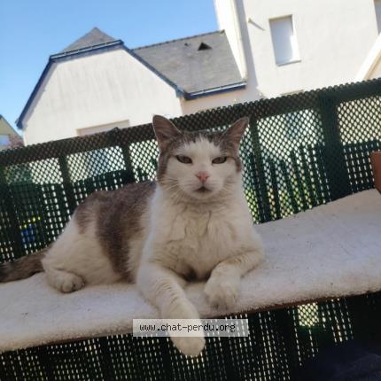 Bidouille Chat Perdu A Angers Chat Perdu France
