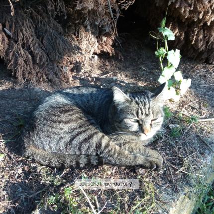 Minnie Chat Perdu A Bazoches Les Gallerandes Chat Perdu France Minnie Chat Perdu A Bazoches Les Gallerandes Chat Perdu France