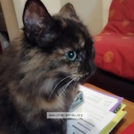 Chat Trouve A Toulouse Chat Perdu France Chat Trouve A Toulouse Chat Perdu France