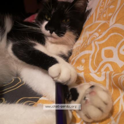 Photo 1/1 Raymond Chat perdu à Beynost