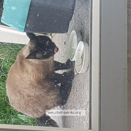 Chat Trouve A Bordeaux Chat Perdu France