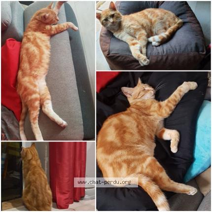 Kit Kat Chat Perdu A Montigny En Gohelle Chat Perdu France