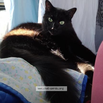 Photo 1/1 Indiana Chat perdu à Beziers