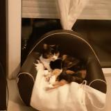 Chat Perdu Ou Trouve Gironde 33 France Chat Perdu Ou Trouve Gironde 33 France