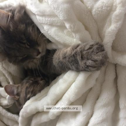 Gribouille Chat Perdu A Vesoul Chat Perdu France
