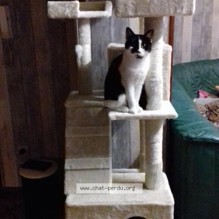 Lyna Chat Perdu A Luneville Chat Perdu France