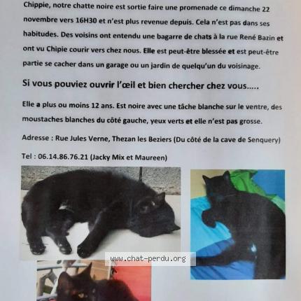 Chipie Chat Perdu A Thezan Les Beziers Chat Perdu France