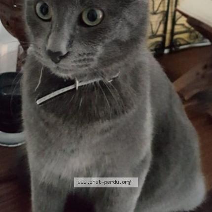 5762 Oslo Chat Perdu A Eysines Chat Perdu France