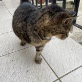 Chat Trouve Oise 60 France Chat Trouve Oise 60 France