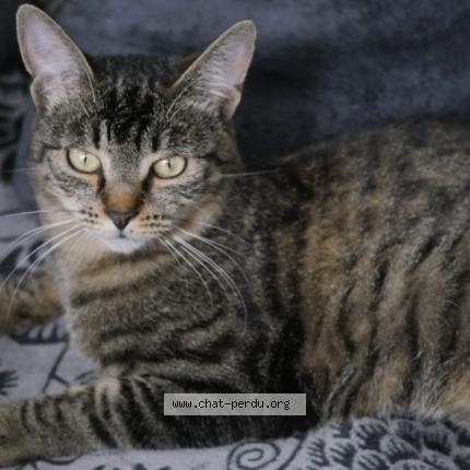 Photo 1/1 BILLIE Chat perdu à La celle st cloud