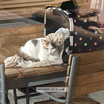 Chat Trouve A Bordeaux Chat Perdu France Chat Trouve A Bordeaux Chat Perdu France
