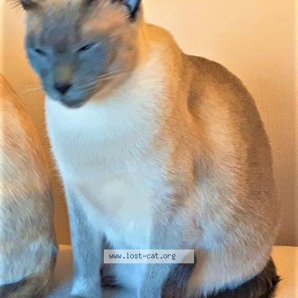 Photo 1/1 Oswin Chat perdu à Ajax