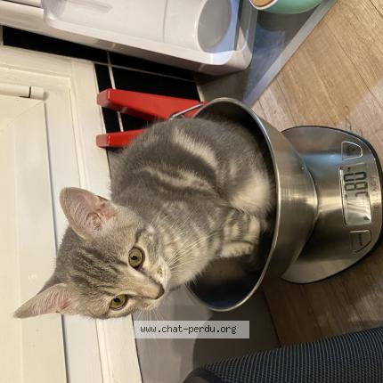 Hermione Chat Perdu A Limeil Brevannes Chat Perdu France