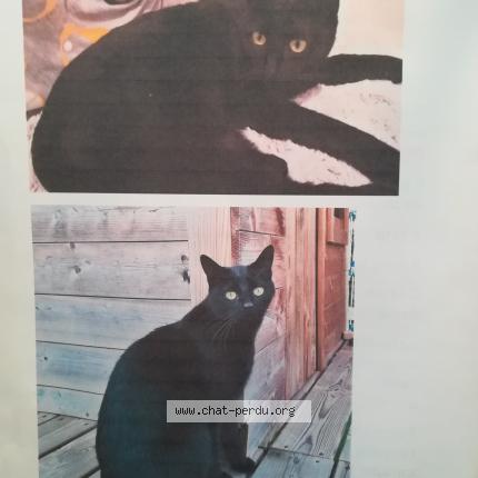 Utha Chat Perdu A Vieux Berquin Chat Perdu France