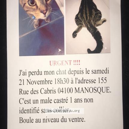 Mon Fils Y Mon Fils Y Maman Chat Perdu A Manosque Chat Perdu France