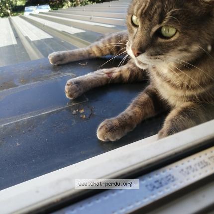 Gribouille Chat Perdu A Arches Chat Perdu France
