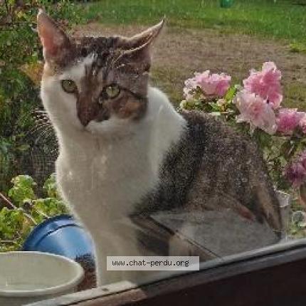 Nemara Chat Perdu A Paris Chat Perdu France Nemara Chat Perdu A Paris Chat Perdu France