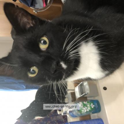 perdu trouvé chat rhône