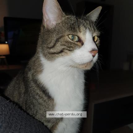 Jpdiamukpictlt2l Vers Le Haut Chat Queue Cassee 2653 Queue Chat Cassee Faire Jpdiamukpictlt2l Vers Le Haut Chat Queue Cassee 2653 Queue Chat Cassee Faire