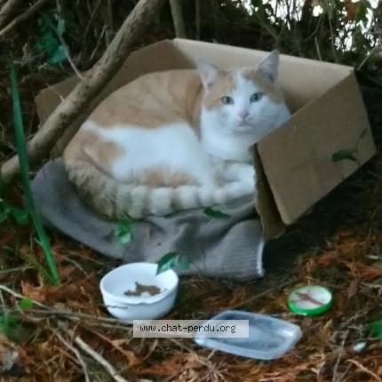 Chat Trouve A Caen Chat Perdu France