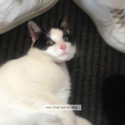 Photo 1/1 Charlie Chat perdu à Combourg