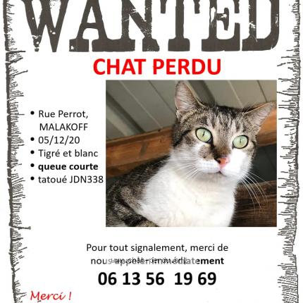 Bounty Chat Perdu Et Retrouve A Malakoff Chat Perdu France