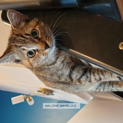 Hermione Chat Perdu Et Retrouve A Villefontaine Chat Perdu France Hermione Chat Perdu Et Retrouve A Villefontaine Chat Perdu France