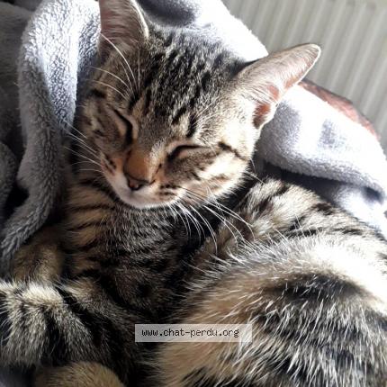 Nala Chat Perdu A Champigny Sur Marne Chat Perdu France Nala Chat Perdu A Champigny Sur Marne Chat Perdu France