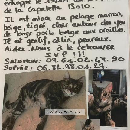 Tigrou Chat Perdu A Marseille Chat Perdu France